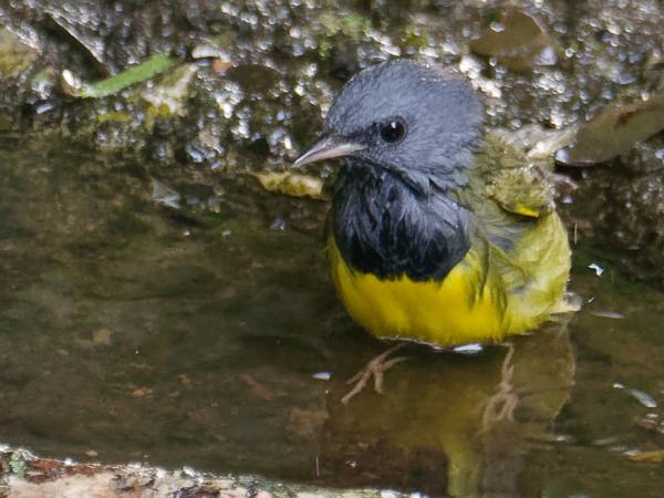 <h3><a href="/trips/costa-rica/biota/animalia/chordata/aves/040 passeriformes/122 parulidae/geothlypis philadelphia/geothlypis philadelphia-nl.html">Geothlypis&nbsp;philadelphia</a> / Mourning&nbsp;warbler / Grijskopzanger</h3>OM-1 met M.300mm F4.0 + MC-14, 1/200 sec  bij F5.6, ISO 10000, afstand 9.66&nbsp;m
